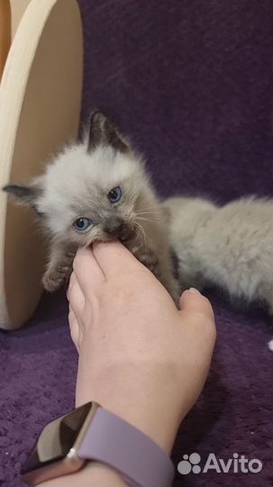 Котята сиамы помесь