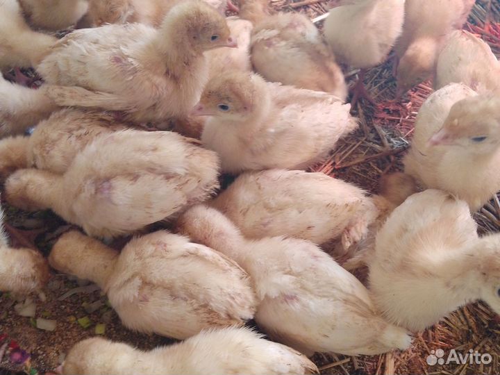 Индюшата Хайнрих, Биг-6