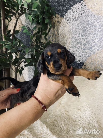 Щенки Мраморной Таксы