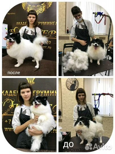 Стрижка собак (груминг)