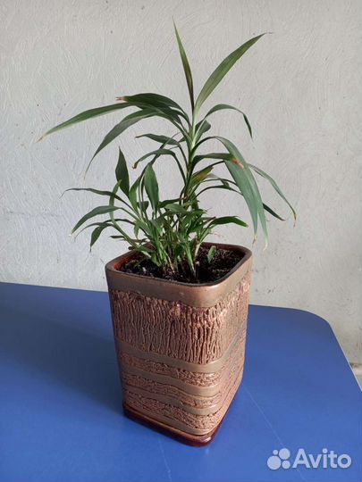 Кордилина, фикус