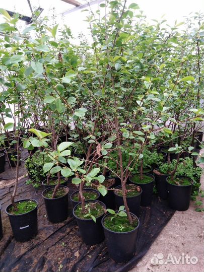 Рассада цветы, овощи, саженцы