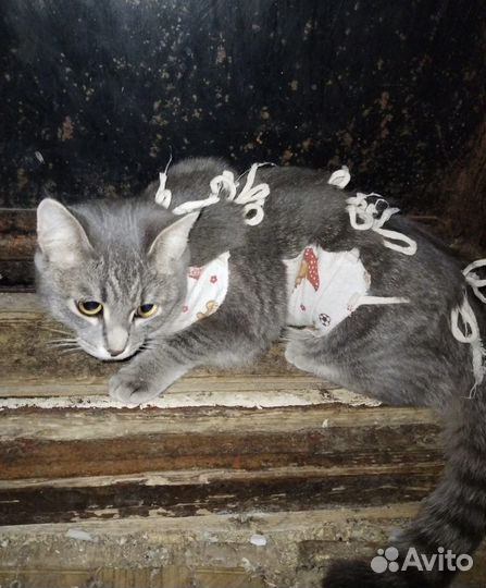 Молодая кошечка в добрые руки