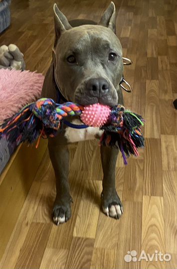 Выгул собак. Передержка