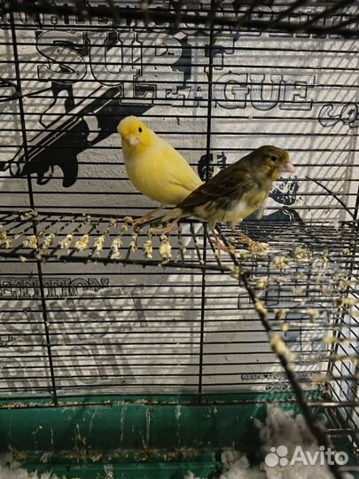 Конорейки (пара)