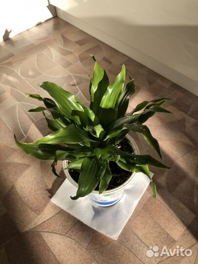 Драцена (Dracaena fragrans 'Compacta' Head)