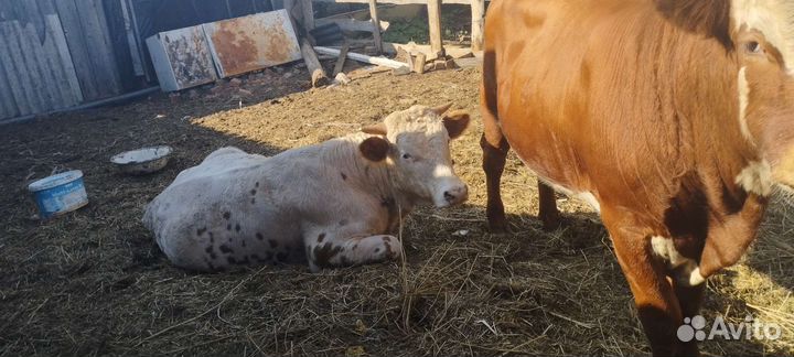 Быки живым весом продать