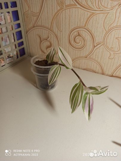 Комнатные растения традесканция, разные сорта