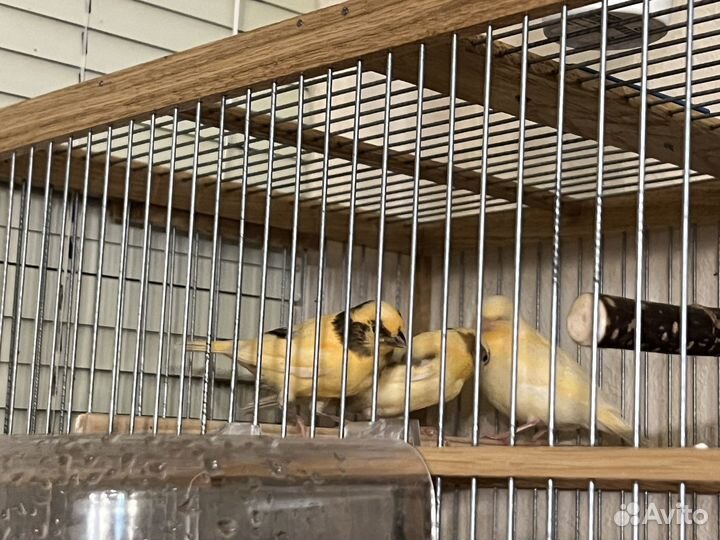 Кенара и канарейки