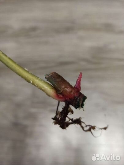 Филодендрон карамель марбл вар