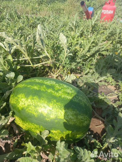Арбуз