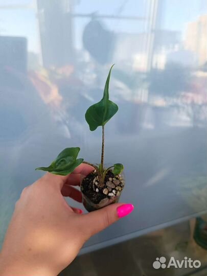 Алоказия стингрей