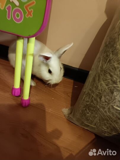 Декоративный кролик с клеткой
