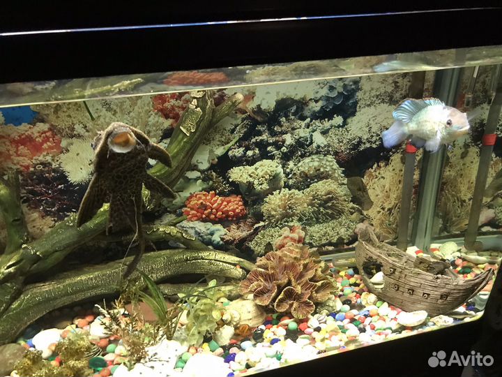 Аквариумные рыбки