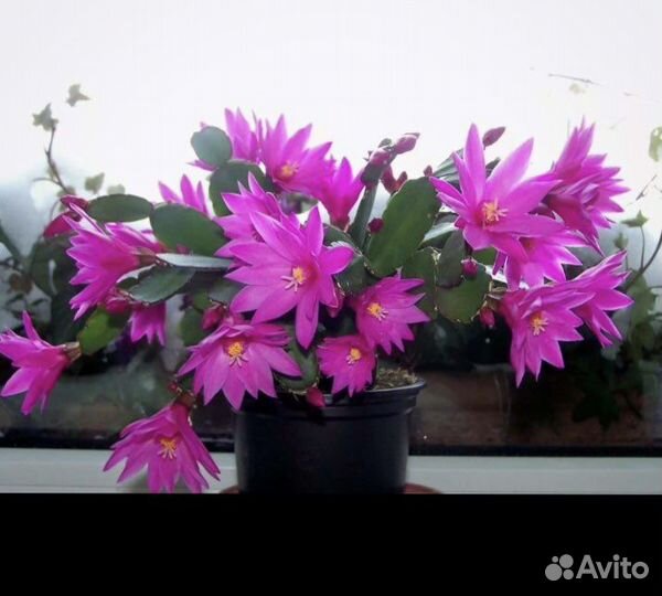 Рипсалидопсис (пасхальник)