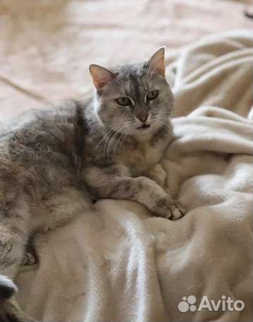 Кошка в добрые руки