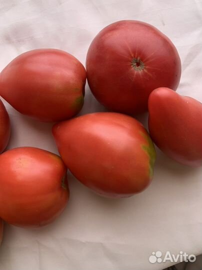 Помидоры домашние
