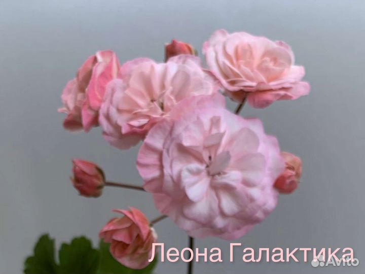 Пеларгония (герань) коллекционные сорта