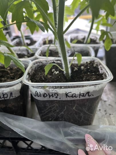 Рассада томатов