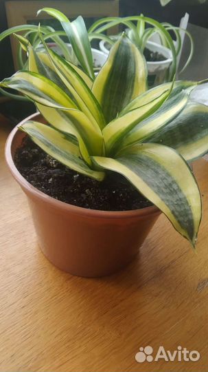 Сансевиерия ханни голд