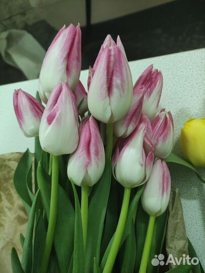 Тюльпаны оптом и в розницу