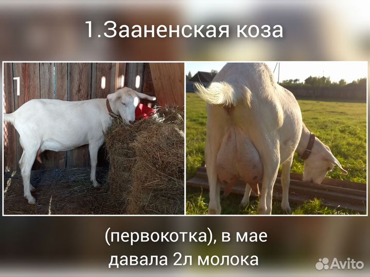 Зааненские козы