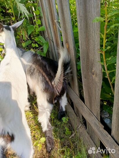 Козленок. 2месяца от матери двухлетки