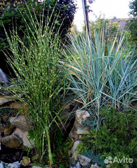 Декоративные злаки