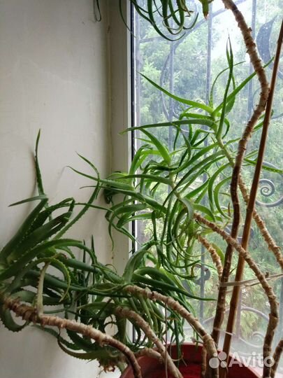 Большой Алоэ Столетник