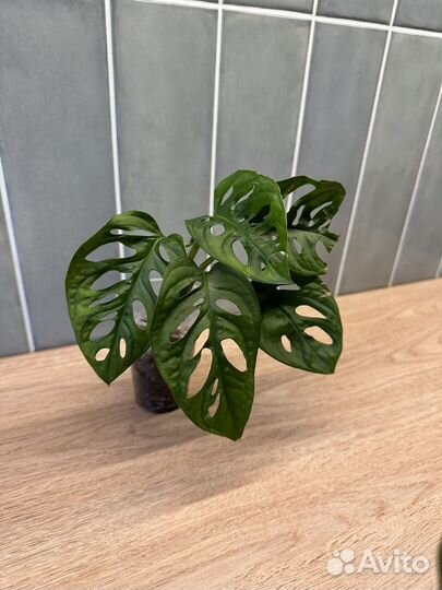 Монстера Адансони / манки маск