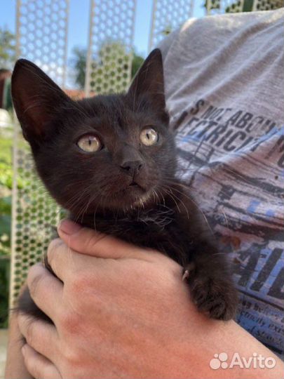 Кошка в дар