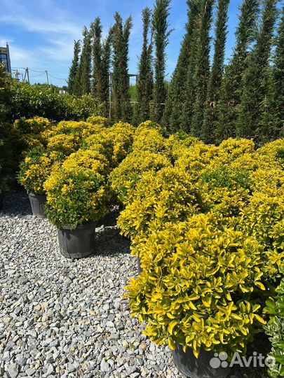 Бересклет японский аурея, декоративные растения