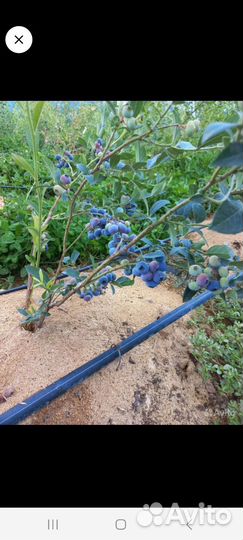 Саженцы голубики 3-х летние