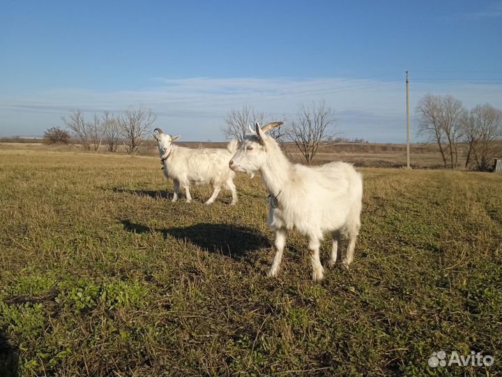 Продам коз(козлов)
