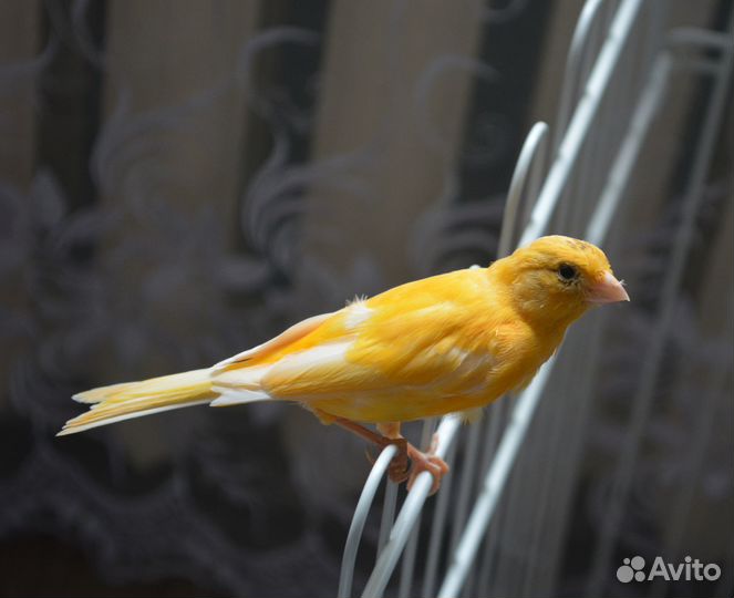 Поющие кенора