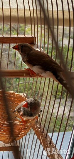 Птицы амадины