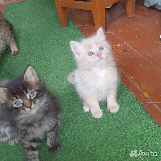 Котёнок Персик Мейн-кун