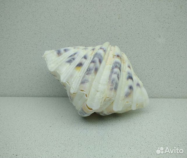 Хипопус 13,8 морская ракушка раковина