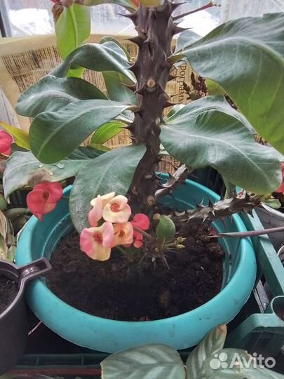 Отростки молочая розового