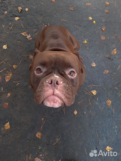 Американский булли в добрые руки