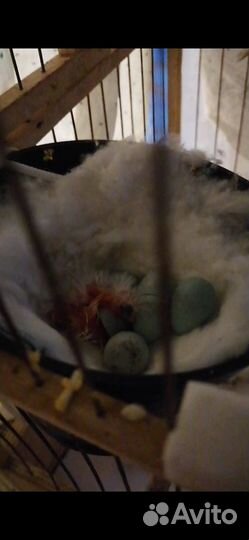 Канарейки Кенара