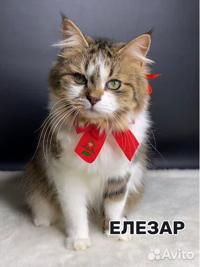 Котик-муркотик ищет дом