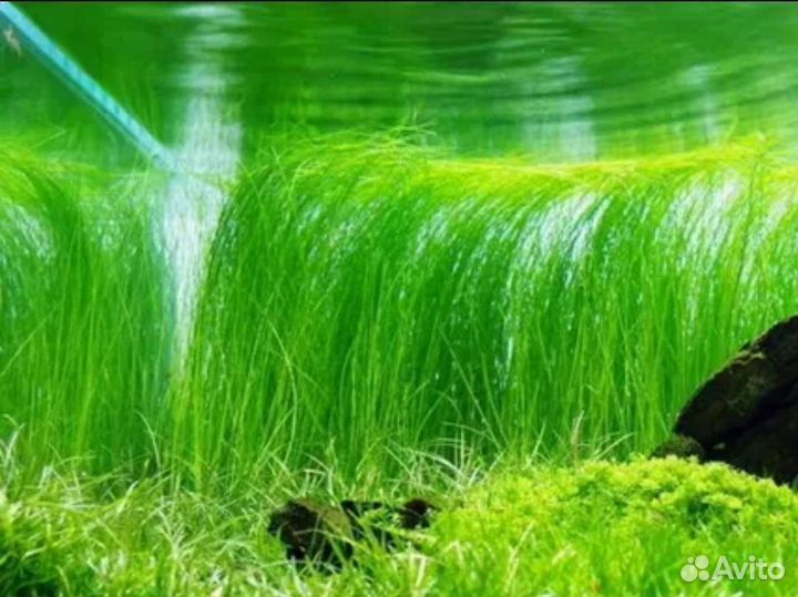 Аквариумные растения