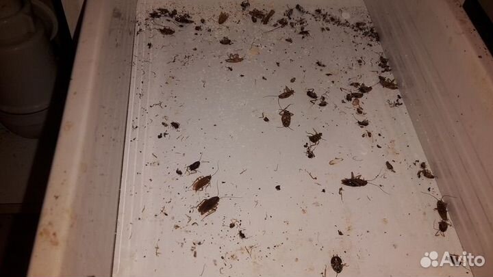 Уничтожение тараканов и клопов