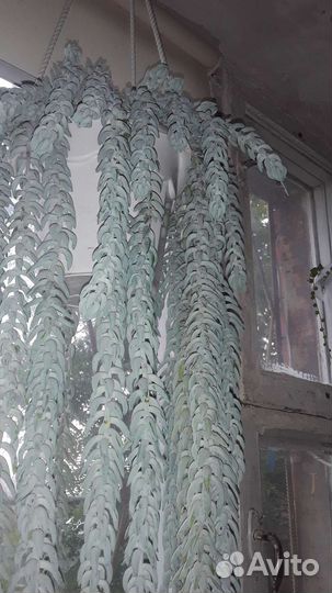 Крестовник роули