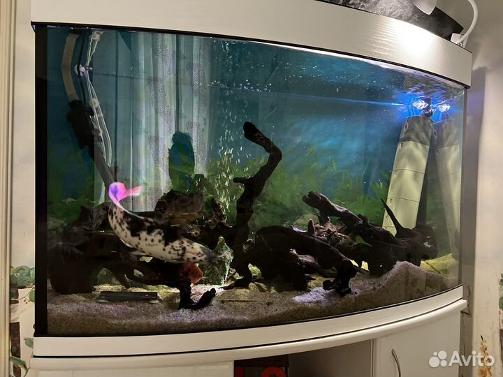 Аквариум панорамный 200 литров с тумбой
