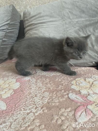 Британская кошка