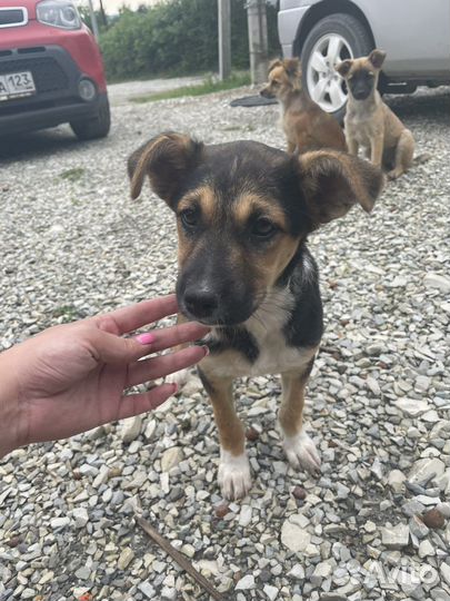 Собака в добрые руки отдам бесплатно