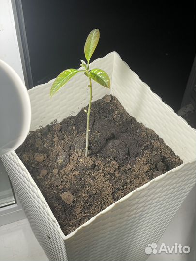 Рассада mango манго росток дерево