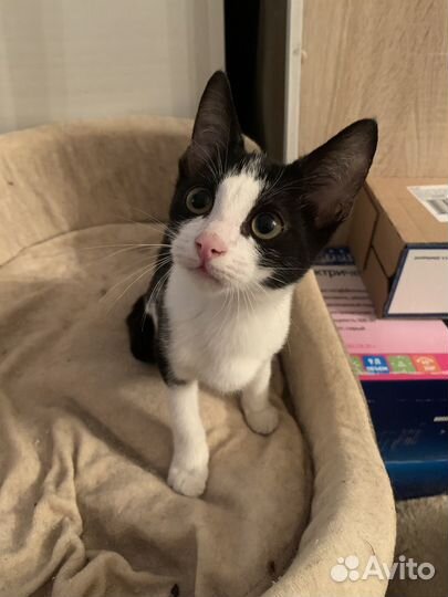 Котенок Барри